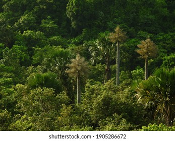 Morning Mood In Secondary Forest, Seulawah, Aceh, Sumatra, Indonesia.