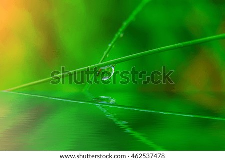 Similar – Image, Stock Photo Dew drops on leaf Design