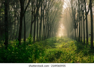 Morning Nature Background Of Sunlight Shining As Light Trails In Rubber Plantations Or Green Fields, With The Blur Of The Wind Blowing Through The Changing Time