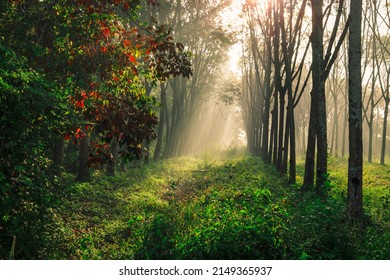 Morning Nature Background Of Sunlight Shining As Light Trails In Rubber Plantations Or Green Fields, With The Blur Of The Wind Blowing Through The Changing Time