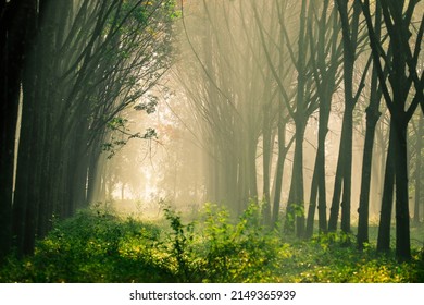 Morning Nature Background Of Sunlight Shining As Light Trails In Rubber Plantations Or Green Fields, With The Blur Of The Wind Blowing Through The Changing Time