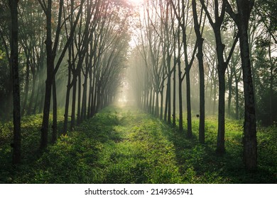 Morning Nature Background Of Sunlight Shining As Light Trails In Rubber Plantations Or Green Fields, With The Blur Of The Wind Blowing Through The Changing Time