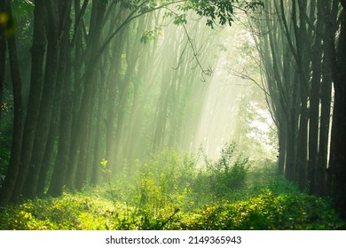 Morning Nature Background Of Sunlight Shining As Light Trails In Rubber Plantations Or Green Fields, With The Blur Of The Wind Blowing Through The Changing Time