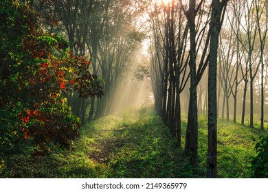 Morning Nature Background Of Sunlight Shining As Light Trails In Rubber Plantations Or Green Fields, With The Blur Of The Wind Blowing Through The Changing Time