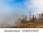  In the morning, Norris Porcelain Basin is foggy. -Yellowstone National Park, Wyoming, ⁩⁨‎⁨United States.⁩⁨ 