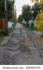 Morning On An Edmonton Street With Large Trees