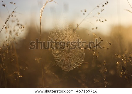 Similar – Grass fireworks 3 Nature