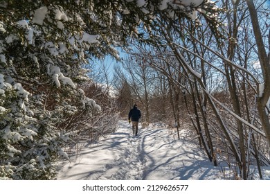 In the morning on a frosty, sunny day, a man took his pet for a walk along a narrow path of crisp snow.