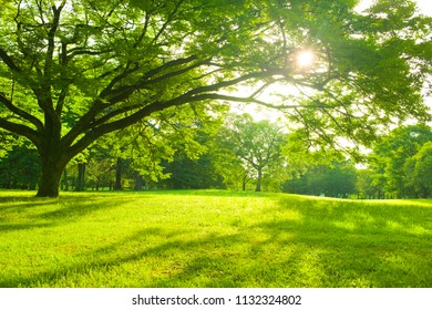 Morning Park , Shade Of Tree