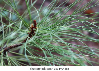 Morning Raindrops On A Pine Tree In Mendocino National Forest Located In California. 