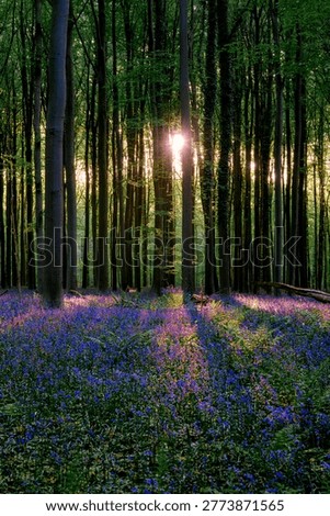 Morning rays slicing through beech trunks, long lavender shadows stretching over bluebell meadow, golden atmosphere evokes healing,