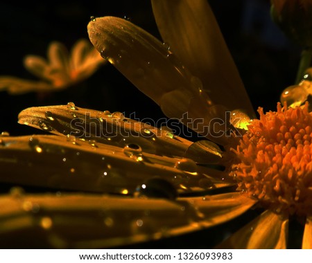 Similar – Raindrops on a daylily