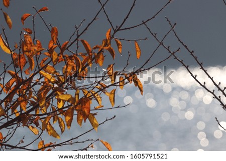 Similar – Autumn Nature Sky Bushes