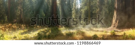 Morning in Sequoia National Park, California, USA