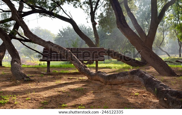 Morning Shade Big Trees Park Benches Stock Photo Edit Now 246122335