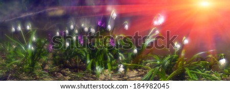 Similar – Image, Stock Photo Crocus in yellow beaming with the sun