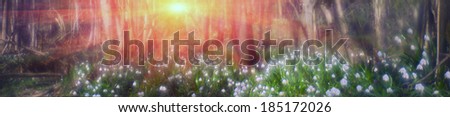 Similar – Image, Stock Photo Crocus in yellow beaming with the sun