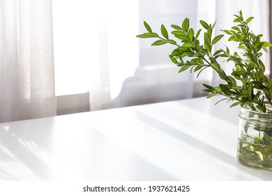 Morning spring still life, plants ruscus branches in a jar of water