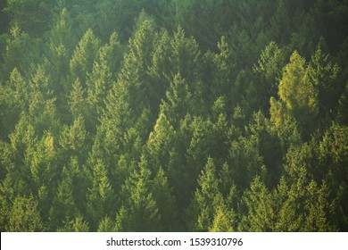 Morning summer forest in green colour photoshooted from drone