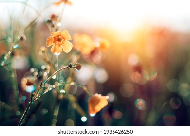 Morning summer or spring. Beautiful wildflowers with dew drops at dawn, light blur, selective focus. Shallow depth of field. - Shutterstock ID 1935426250
