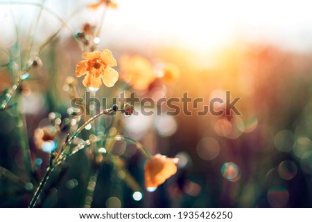 Morning summer or spring. Beautiful wildflowers with dew drops at dawn, light blur, selective focus. Shallow depth of field.