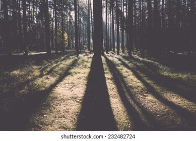 Morning Sun Beams In The Autumn Forest In Latvia. Vintage Photography Effect.