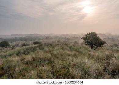 Morning Sun In The Dune Landscape In The Netherlands (August 2020)