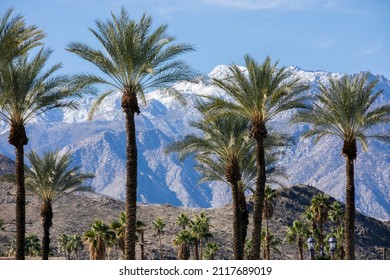 Morning Sun Illuminates Iconic Palm Trees And Snow Capped Mountains In The Palm Springs Area Of California, USA.