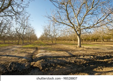 Morning Sun Over A Dormant Walnut Orchard