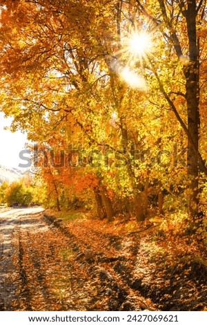 The morning sun peeks through the fall leaves on a crisp autumn morning