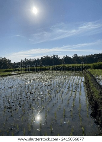 The morning sun shines on the rice fields, blue sky