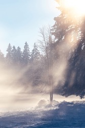 Morning Sun Shining Through Pine Trees In Winter Wonderland Jura Switzerland Spiritual Light