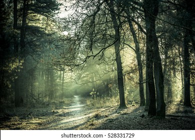 Morning Sun Shining Through The Trees On A Small Forest Path