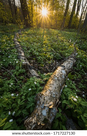 Similar – Image, Stock Photo Forest in spring