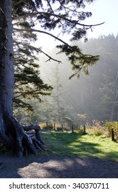 127 Oswald West State Park Images, Stock Photos & Vectors | Shutterstock