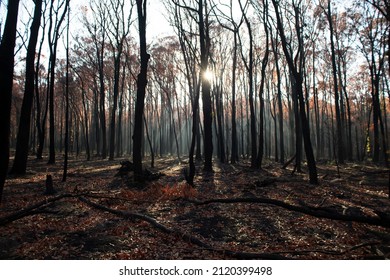 Morning Sun Through The Burnt Landscape, Bunyip State Park Australia