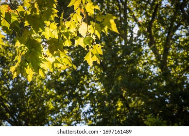 Morning sunbeams through green tree leaves. Natural background. Selective focus. Shallow DOF