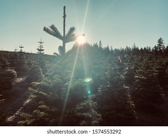 Morning Sunlight Against Noble Fir