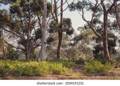 morning sunlight in australian bushland