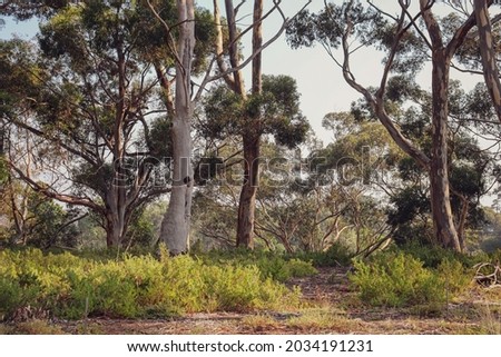 morning sunlight in australian bushland