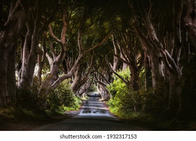 Morning Sunlight In Beech Alley The Dark Hedges In County Antrim In Rainy Day, Which Are The Most Photographed Spot In Northern Ireland, UK