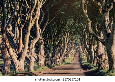 Morning Sunlight In Beech Alley The Dark Hedges In County Antrim In Rainy Day, Which Are The Most Photographed Spot In Northern Ireland, UK