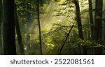 Morning sunlight breaks through lush leafy trees shrouded in mist, creating a peaceful glow that fills the forest. Fog clings to the greenery, enhancing the ethereal beauty of the beautiful woodland.