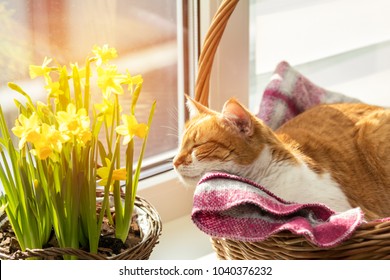 Morning sunlight on the sleeping red cat. Cute funny red-white cat on the windowsill in basket with blossom yellow daffodils, close up.