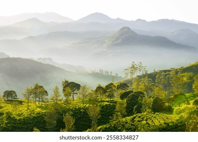 Morning sunlight over a lush tea plantation with rolling hills and misty mountains in the background, creating a tranquil scenic view. - Powered by Shutterstock