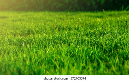 Morning sunlight shines on backyard natural textured background,  Element of design  Green grass texture for background. Green lawn pattern and texture background, garden care service Close-up.