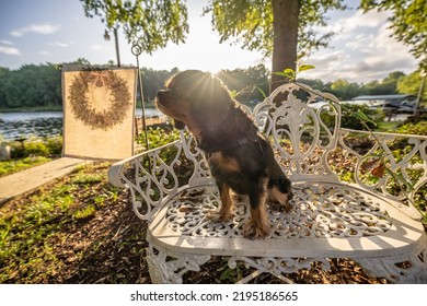 Morning Sunlight Shines On A Cute Dog, A Cavalier King Charles Spaniel, Sitting On A Fancy Wrought Iron Garden Chair.