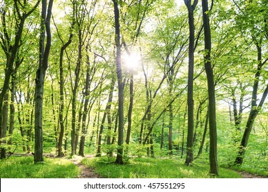 Morning in sunny forest with green trees - Shutterstock ID 457551295