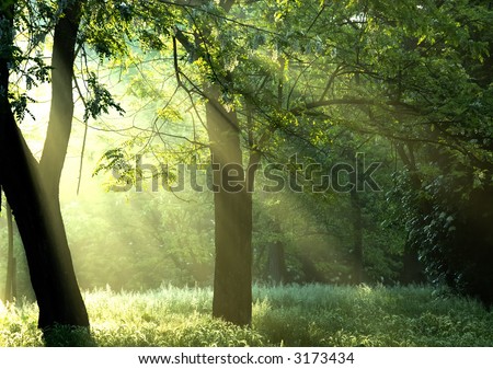 Similar – Image, Stock Photo ray of hope trees Shadow