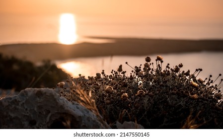 Morning sunrise at the Bay and Coast at Cape Greco National Park near Ayia Napa, Cyprus. Summer landscape in Cyprus. Flowers and grass in the morning sun